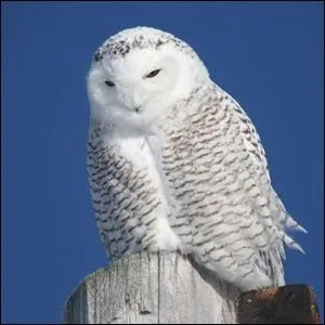 S'agit-il d'une chouette ou d'un hibou ?