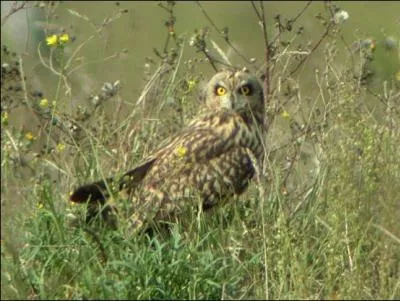 Est-ce bien un hibou ?