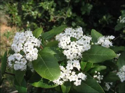 Cette viorne fleurit de fvrier  juin. Elle s'appelle aussi ----.