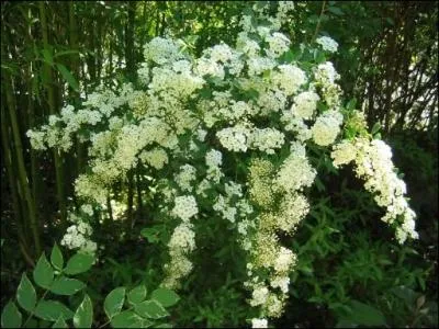Arbuste se couvrant littralement de fleurs blanches, un vritable manteau de neige !