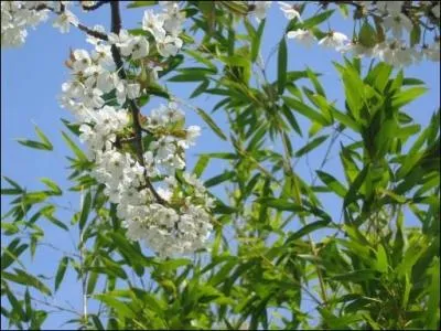 Du genre Prunus, de la famille des rosaces, les fleurs sont blanches et les fruits rouges.