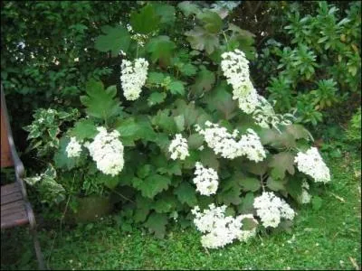 Non, il ne pousse pas sur un chne ! Il en a pourtant les feuilles.