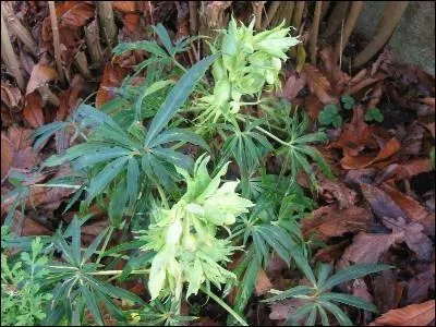 Elle pousse dans les bois clairs et aime les sols calcaires. Son nom lui vient tout simplement de l'odeur qu'elle dgage.