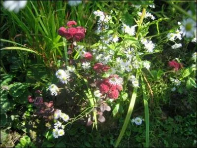 C'est parce qu'il a la forme d'une toile qu'il porte le nom d'----.