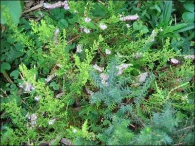 Elles composent des tapis, sont utilises pour les rocailles et se contentent d'un sol pauvre. Celle-ci est une -----.