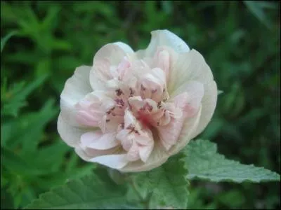 Elle est le genre des malvaces, on l'appelle ----.