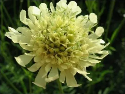 La cephalaria gigantesque peut atteindre 2 mtres de hauteur. On l'assimile souvent -----.