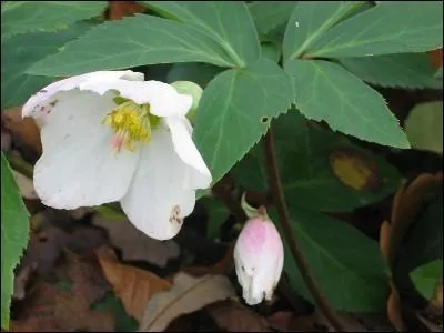 Il se trouve  l'tat sauvage dans les Alpes, et se cultive dans les jardins. L'hellbore noir porte aussi le nom de ----.