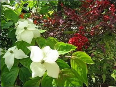 Les fleurs du  cornus chinensis  voluent du blanc au rose en vieillissant. C'est un arbuste au port lgant appel ----.