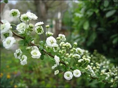 Jolie floraison sur un port rig pour la ----.