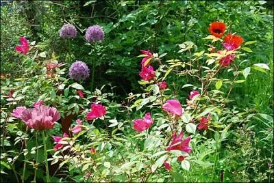 Quelles sont ces fleurs rouges ?