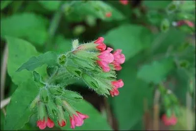 Quelle est cette fleur ?