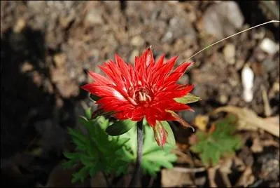 Quelle est cette fleur � nombreux p�tales ?