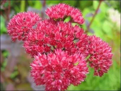 Quelle est cette fleur ?