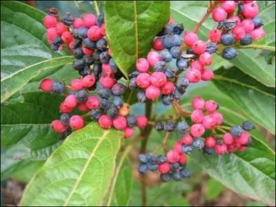 Quelle est cette baie ?