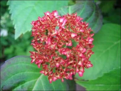 Quelle est cette fleur ?