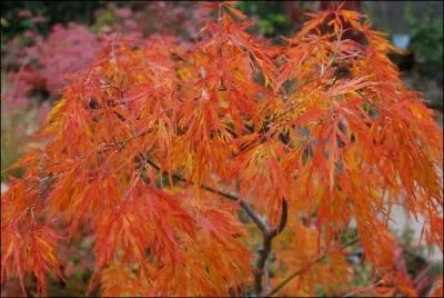 Quel est ce arbuste ?