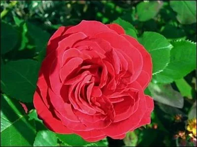 Quelle est cette fleur ?