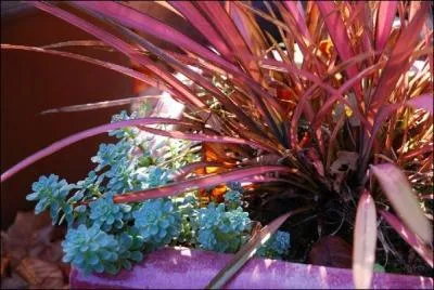 Quelle est cette plante ?