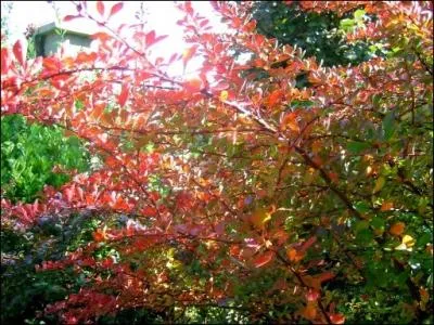 Quel est cet arbuste ?