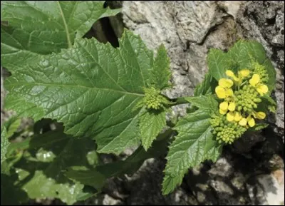 Quelle est celle-ci dont on peut se servir pour faire des cataplasmes ?