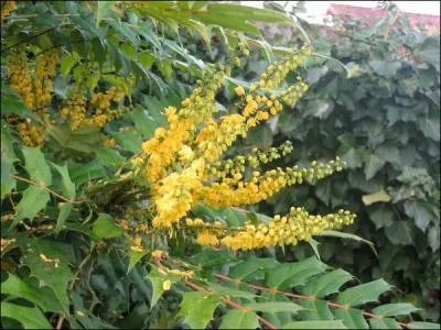 Ses fleurs jaunes et odorantes sont un vrai feu d'artifice qui illumine tout le jardin. C'est un arbuste piquant.