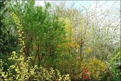 Quel est l'arbuste jaune en arrière-plan ?