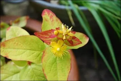 Ce sont des petites glandes translucides qui donnent l'impression qu'il est perforé.