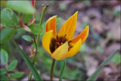 Quelle est cette fleur qui illumine le jardin de sa présence orangée ?