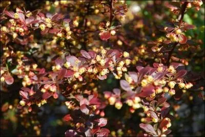 Jeune feuillage et fleurs odorantes du :