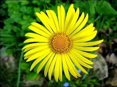 Le jaune est arrivé en fanfare dans le jardin avec les jonquilles, mais il y a d'autres fleurs qui s'ouvrent !