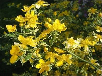 Il y a une variété moins répandue et moins envahissante que la variété à pompons doubles.