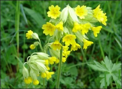 Quelle est cette fleur jaune qui vous hèle ?