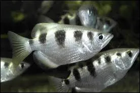 Comment fait le poisson archer pour attraper ses proies ?