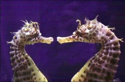 Quel est le sexe de l'hippocampe qui garde les ufs dans sa poche ventrale ?