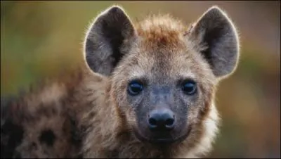 Pourquoi les excrments des Hynes sont-ils blancs ?