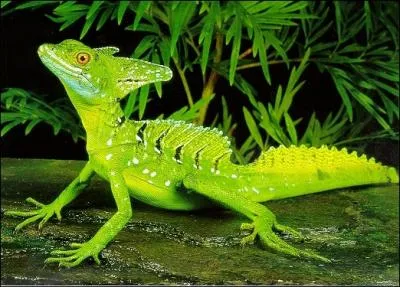 Quelle est la particularit du Basiliscus Plumifrons ?