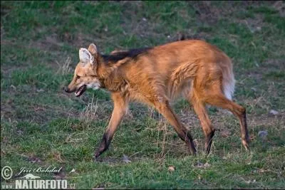 Quel est le nom de ce magnifique animal ?