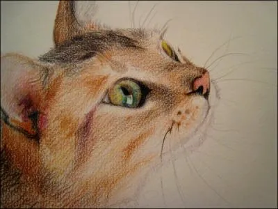 A quoi servent les moustaches du chat ?