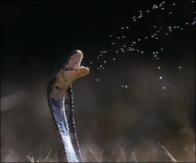 Quel est l'effet du venin de cobra sur le sang ?