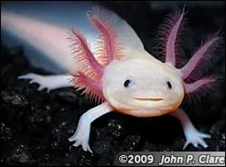 Quelle est la particularit de l'axolotl ?