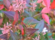 Quiz Variétés de fleurs