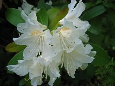 Bel arbuste que cet arbre à roses pour lequel on compte mille variétés.