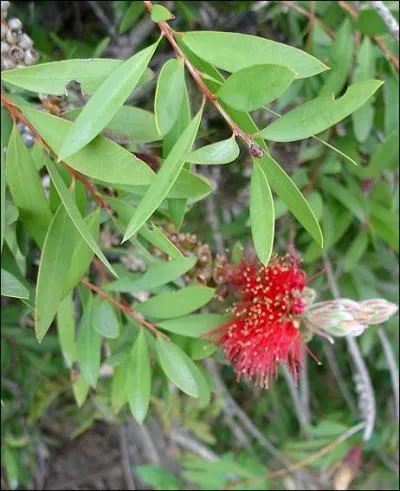 Le "callistemon", original et décoratif, porte le nom très imagé de ---- qu'il doit à la forme de ses fleurs disposées en "goupillon".