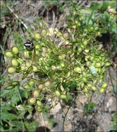 Les ---- doivent leur nom à leurs fruits, des silicules, qui font penser à des paires de lunettes. Ce sont des brassicacées, donc des :