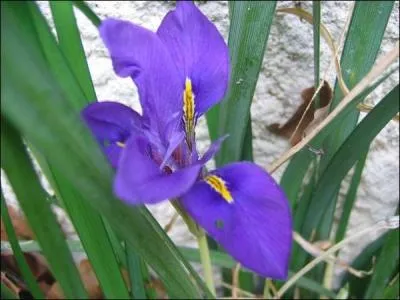 Un tapis de petits ---- d'Alger qui fleurissent durant l'hiver.