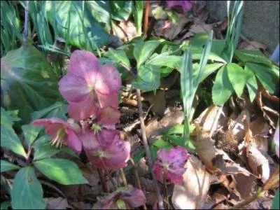 Ces plantes se plaisent en compagnie de petits cyclamens :