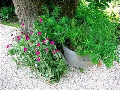 Au pied de l'arbre, les lychnis se sont semés là, spontanément, malgré l'ombre relative, apportant une touche colorée bienvenue. Comment les appelle-t-on encore ?