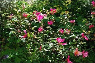 Plus loin, nous trouvons un ---- . aux fleurs de velours, vives et parfumées.