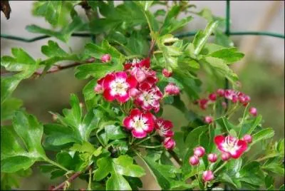 Si nous jetons un coup d'il au-delà de la haie, nous apercevons :